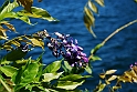 Lago di Como_198